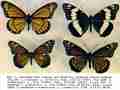 Limenitis arthemis (aberrant hybrid with weidemeyeri, collection) (Internet Image property of respective owner, non-commercial use only)
